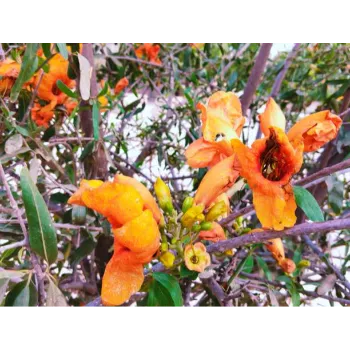 Orange Teak Plant
